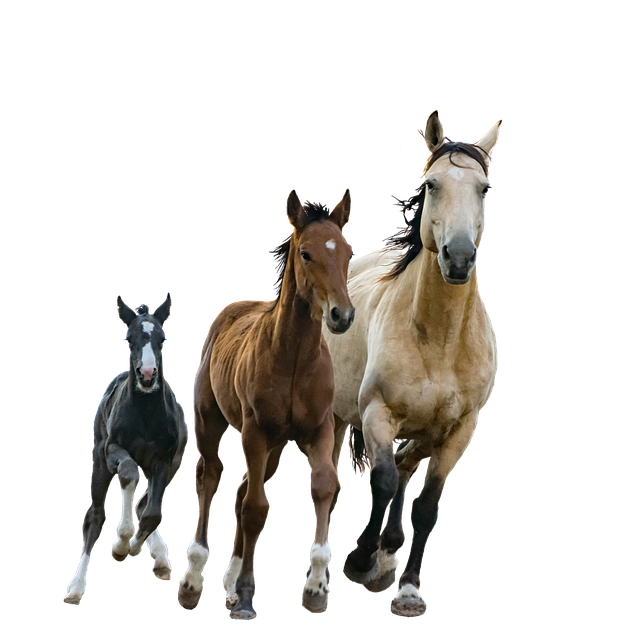 Veterinary services for cats contact us in Ohio, WV, and PA for horses cows, and domestic animals.