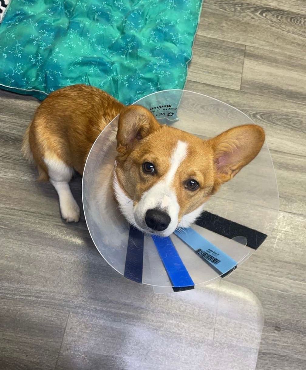 A brown and white dog wearing a cone around its neck.