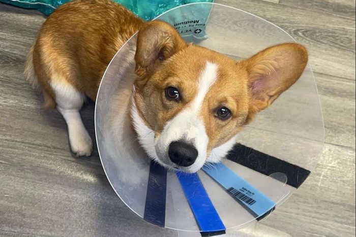 A brown and white dog wearing a cone around its neck.