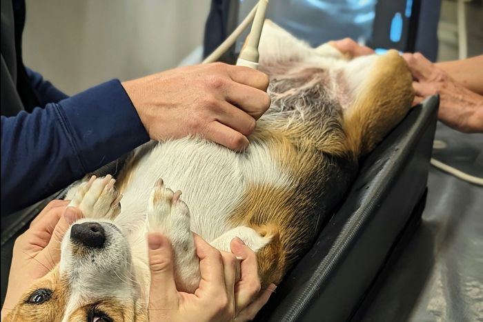 A dog is being examined by a veterinarian with an ultrasound machine.