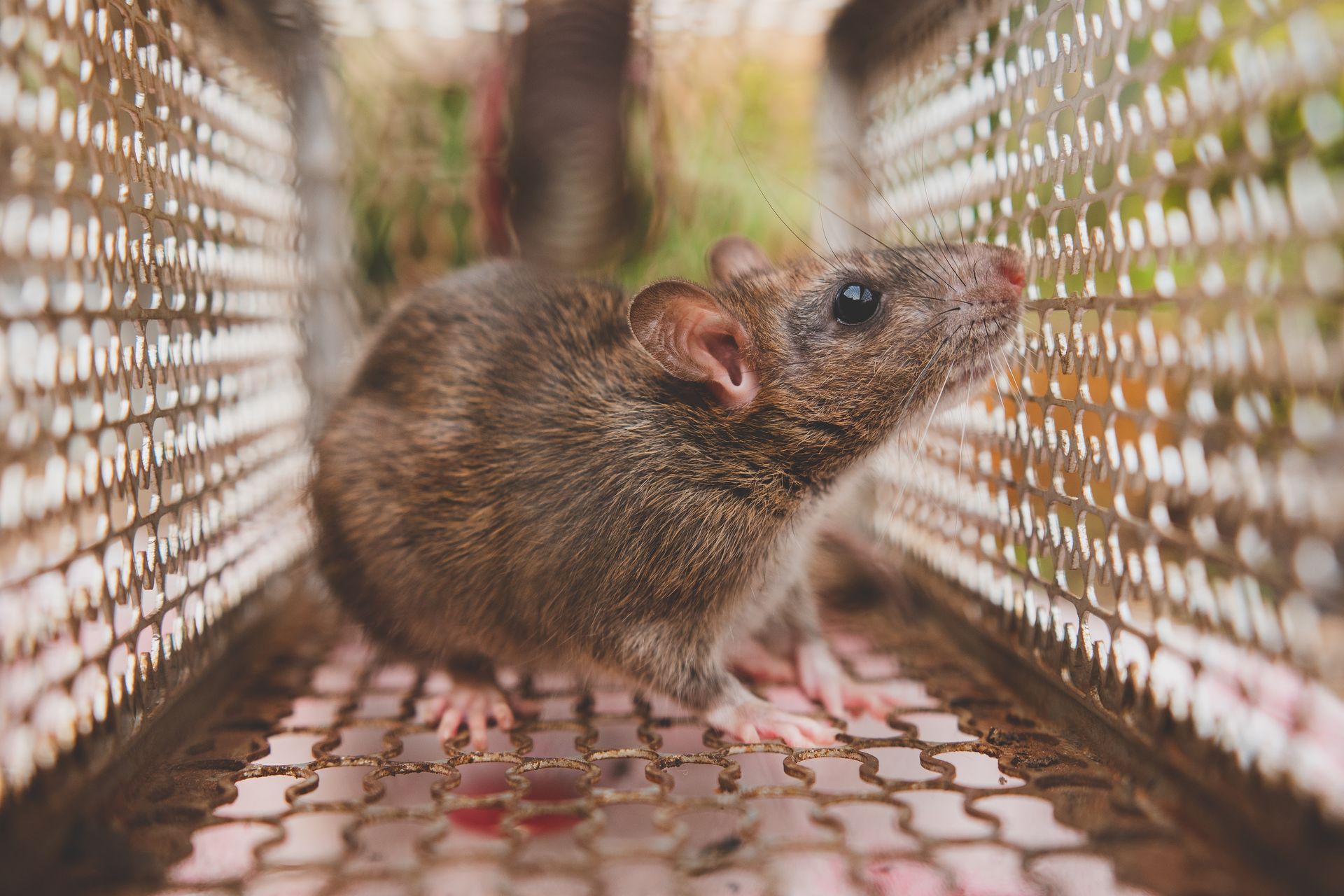 Rat trapped inside a metal cage, looking up.