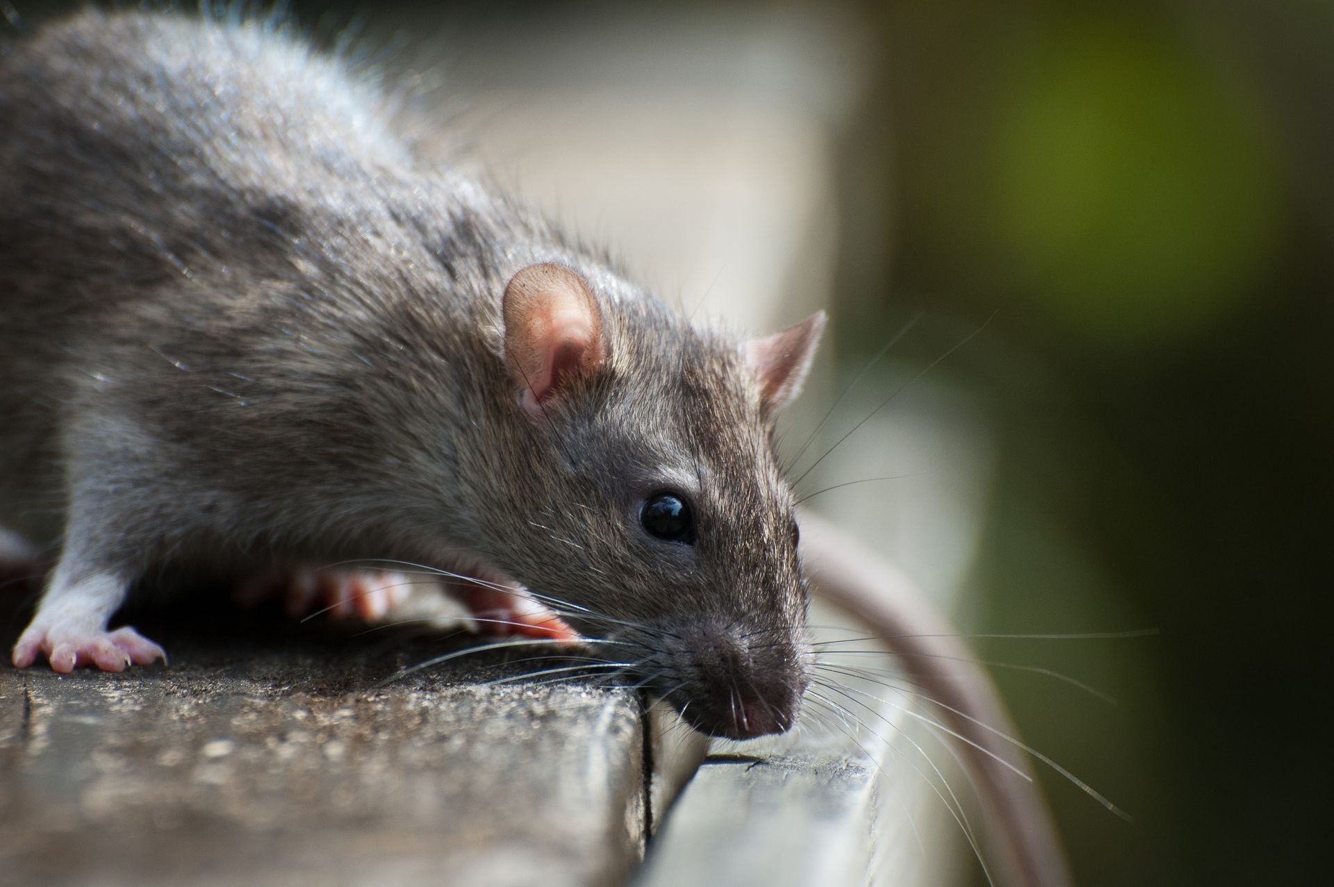 Gray rat on a wooden surface, head down, looking towards the right with its whiskers extended.