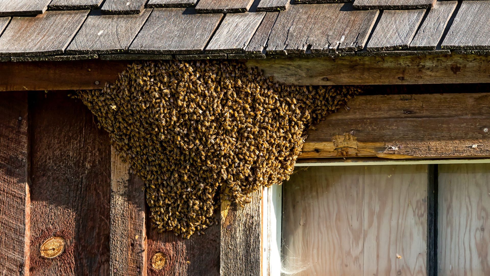 Swarm of honeybees clustered on wooden siding and under roof overhang.