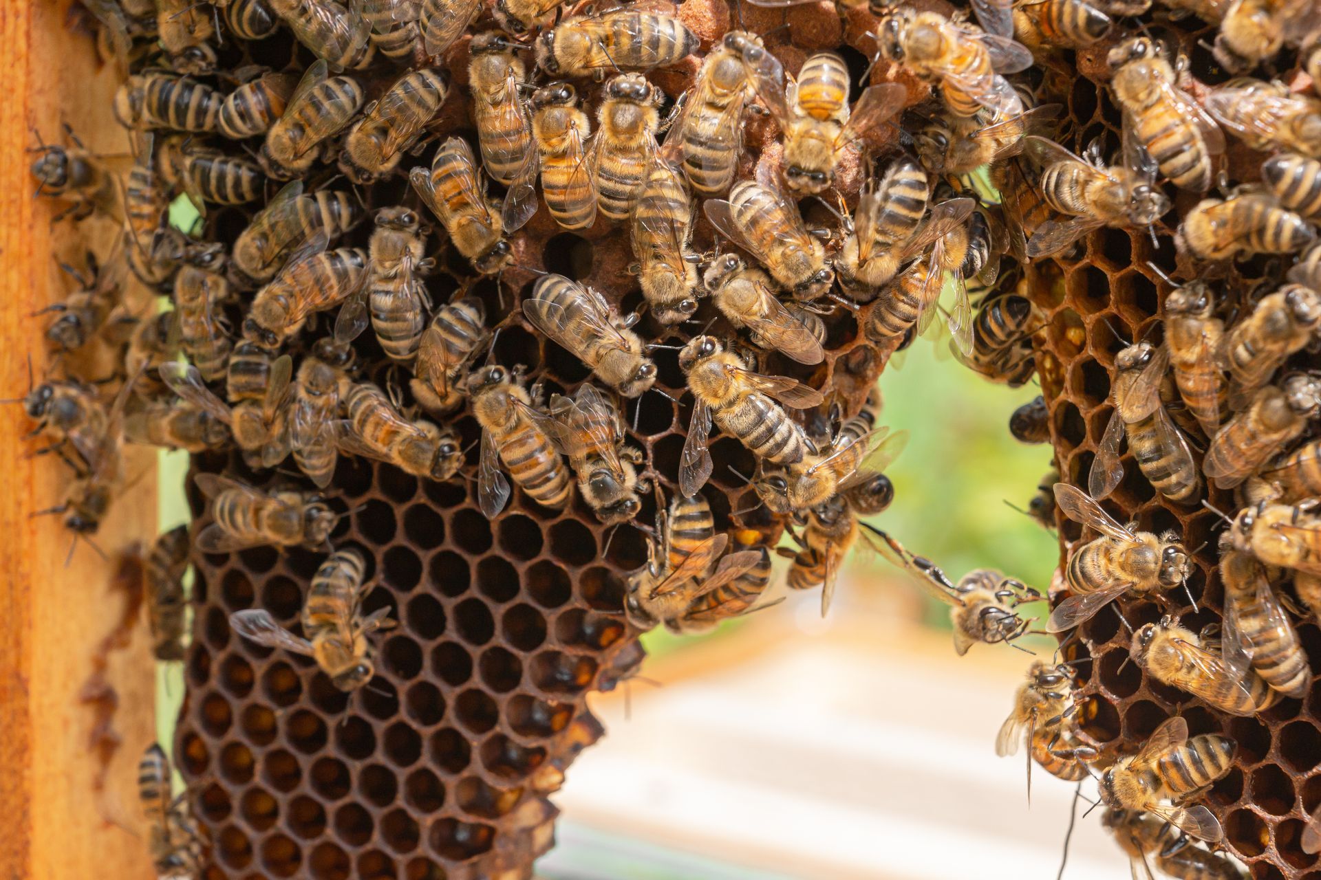 Bees clustered on a honeycomb frame, with some visible honey cells.