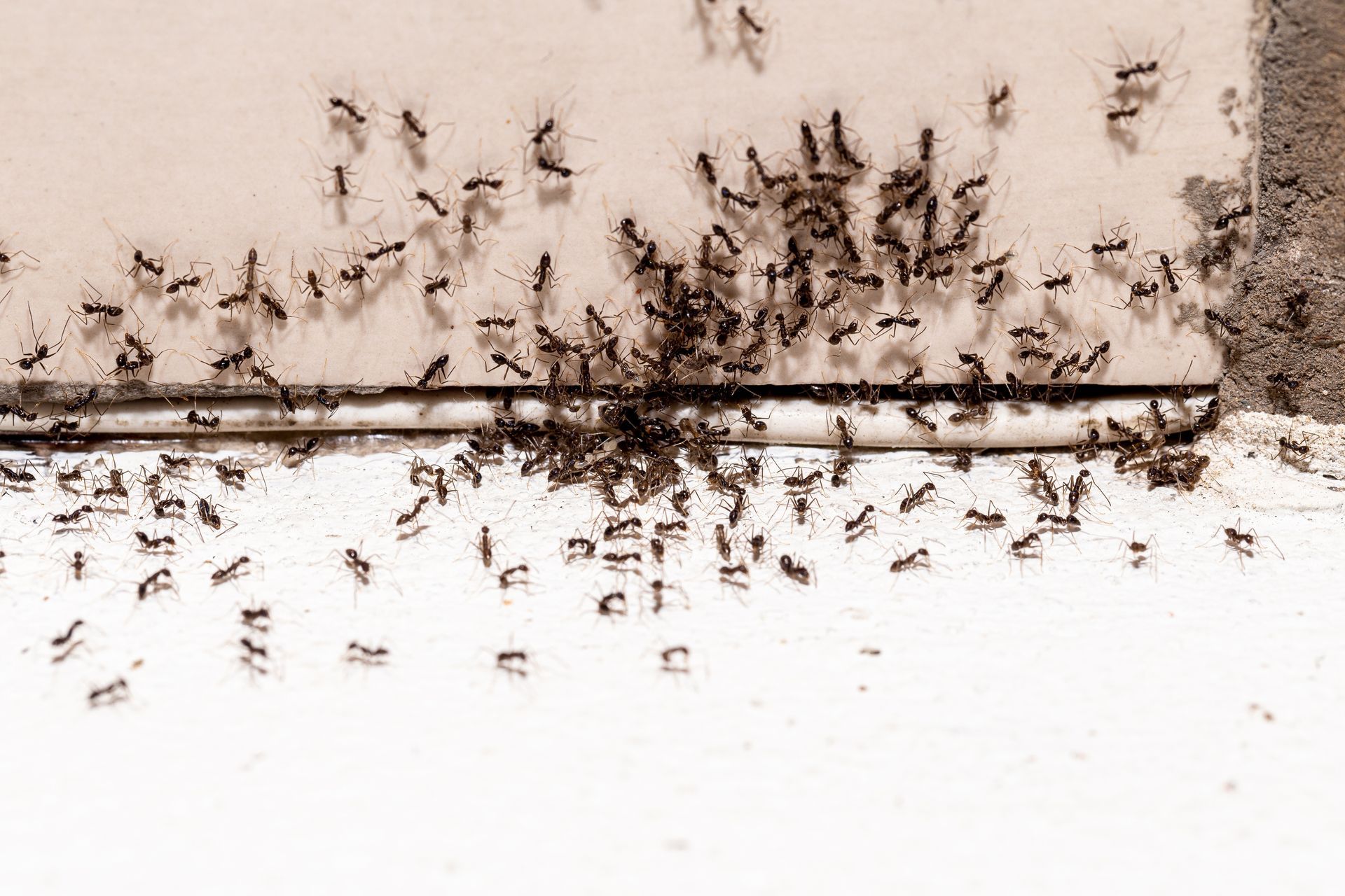A large group of ants on a white wall, concentrated near a dark crack.