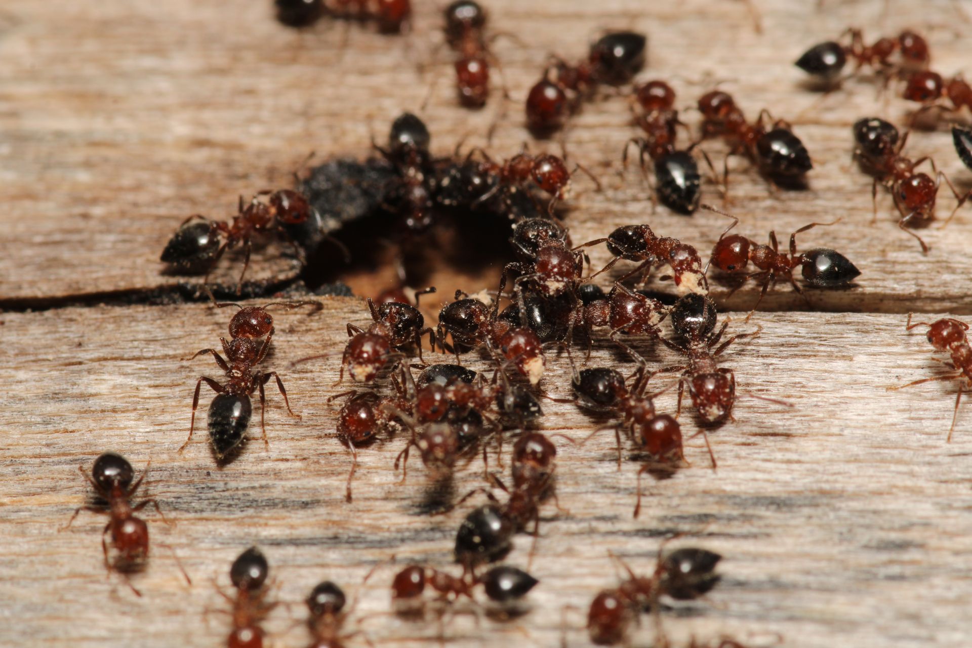 Ants swarming a hole in weathered wood; many red and black ants exploring.