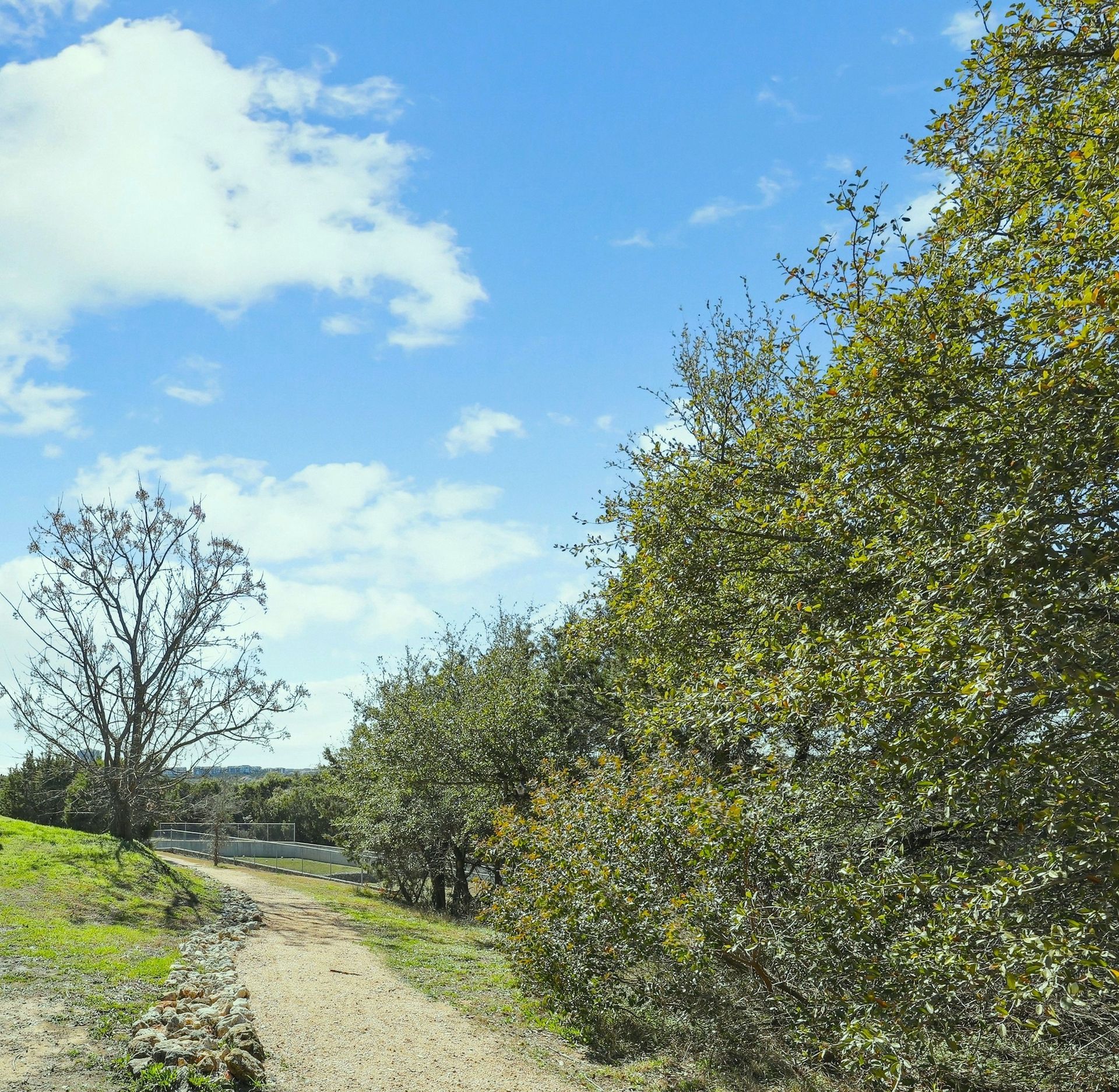 Dirt path through a sunny landscape, lined with trees under a blue sky with clouds.