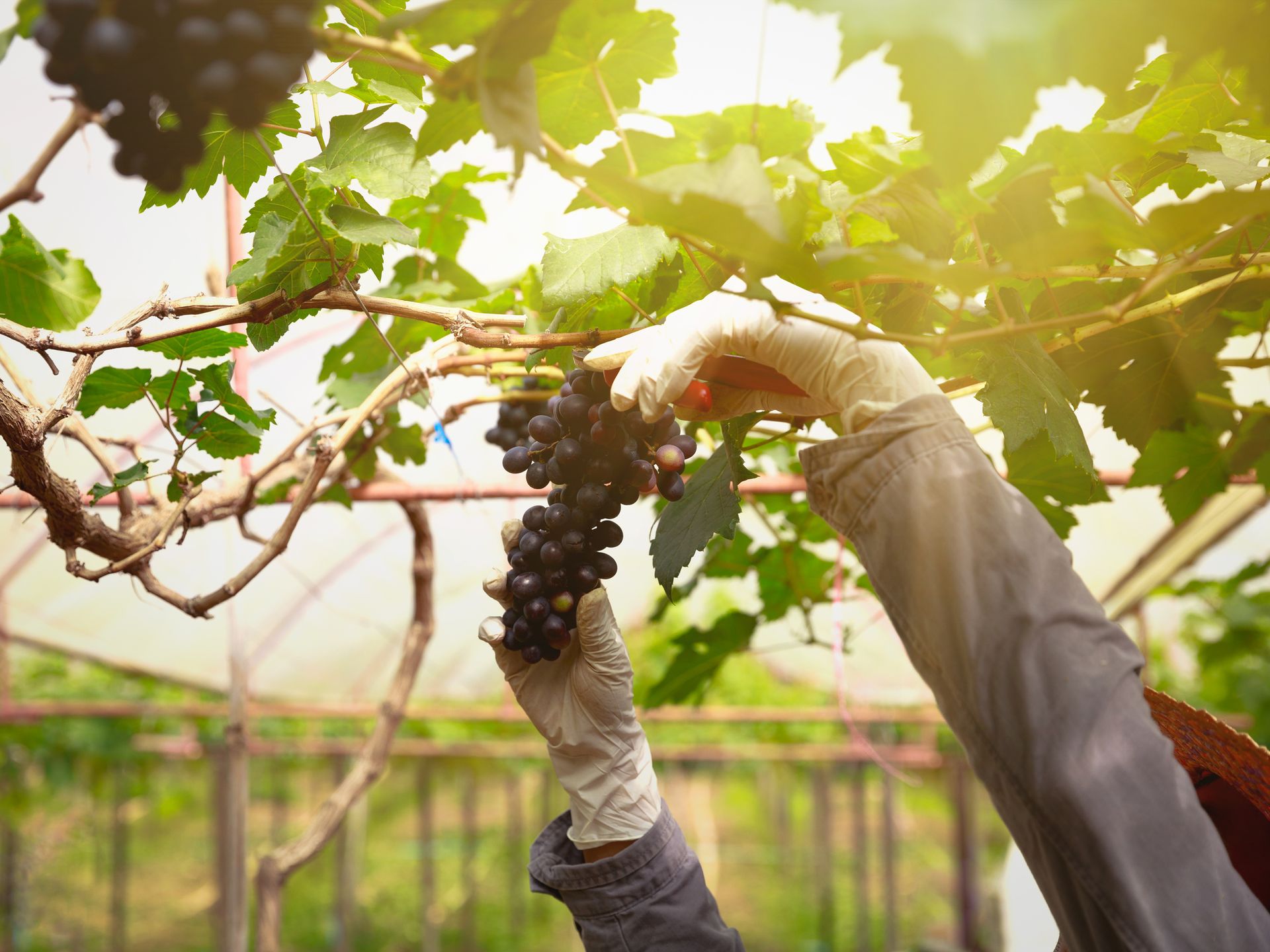 Una persona sta raccogliendo l'uva da una vite in una serra.