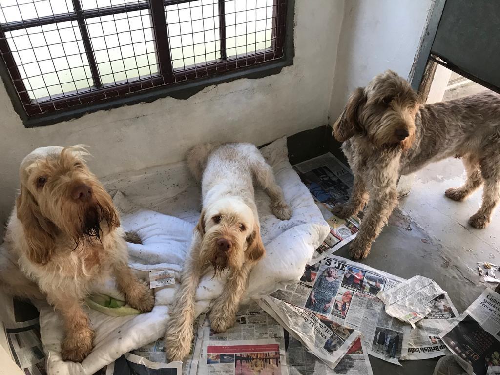 Cottage Kennels and Cattery Gallery Photo's of our facilities