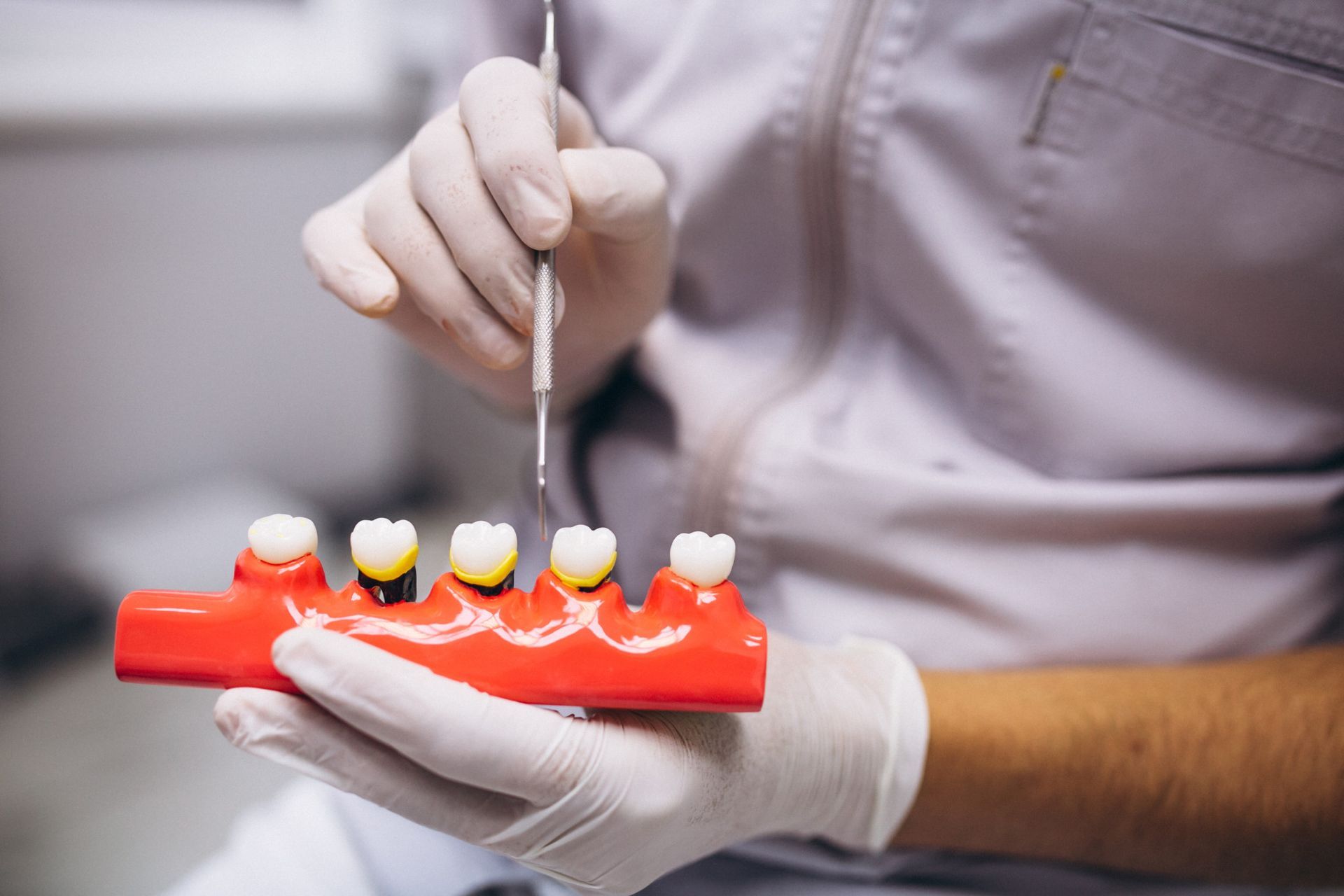 A dentist is holding a model of teeth in his hands.