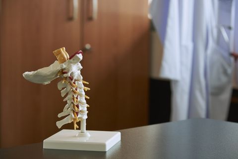 Cervical Spine Model — Gastonia, NC — Hay Clinic of Chiropractic