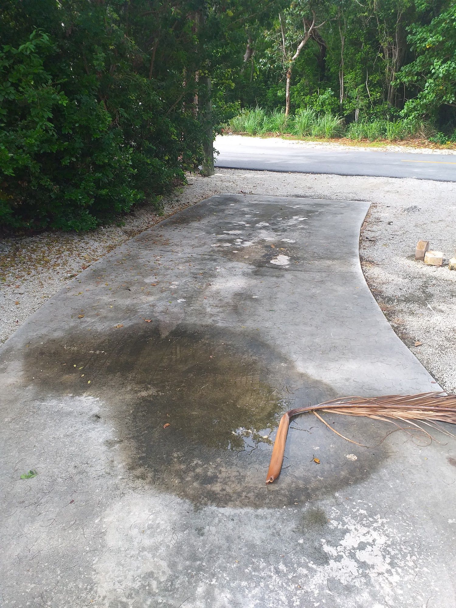 Concrete driveway with a large puddle and fallen palm frond, leading to a road in a wooded area.