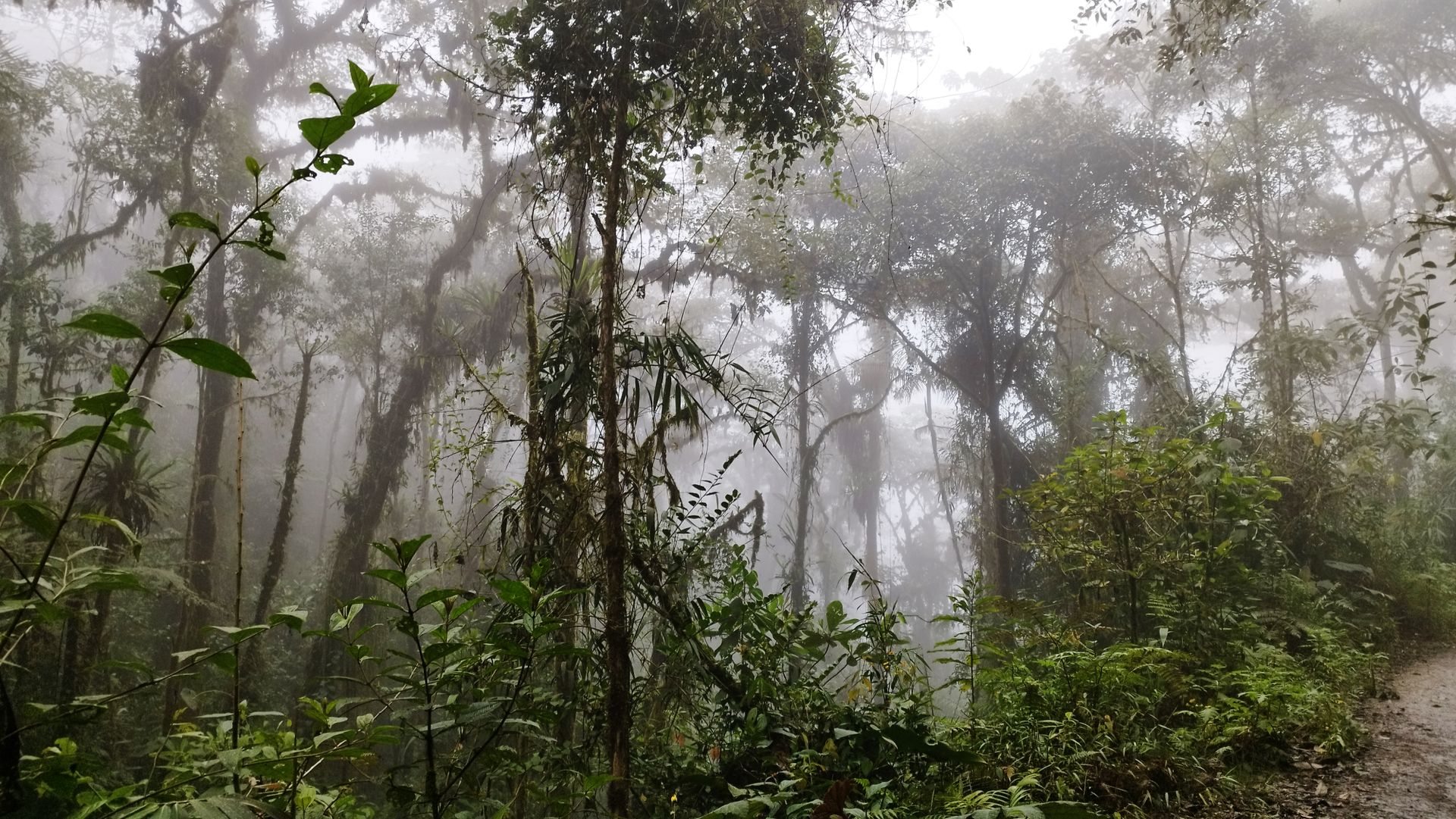 Jurassic Park like cloud forest near Tandapaya, Ecuador