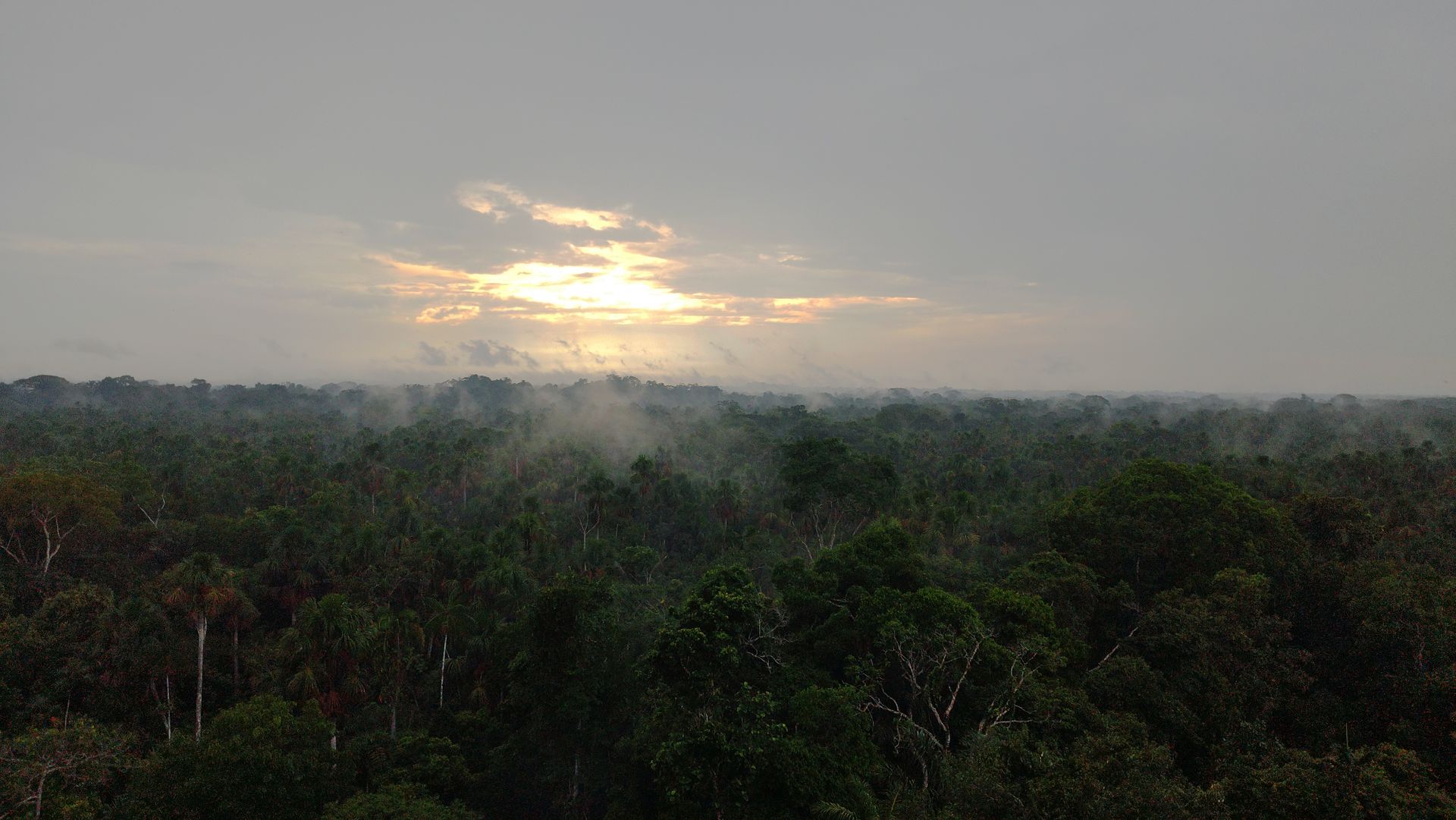 Amazon rain forest, Ecuador