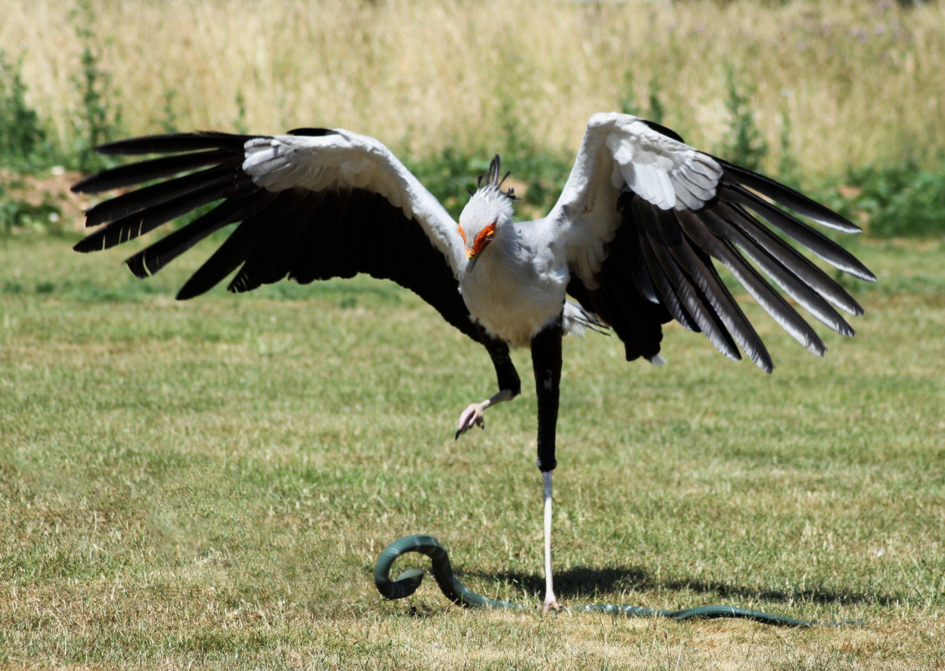 CAPTIVE BIRDS