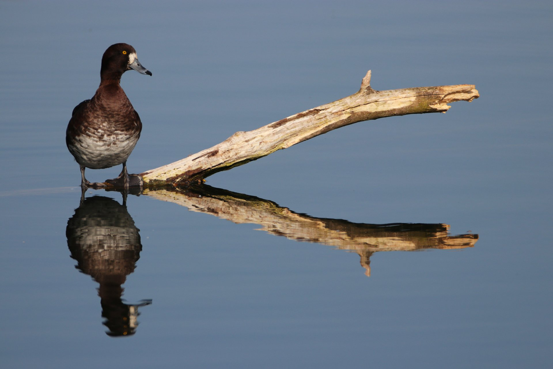 Female Tufted Duck
