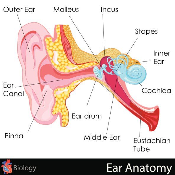 Ear Anatomy — Balance Testing in Gloversville, NY Ear Anatomy — Balance Testing in Gloversville, NY