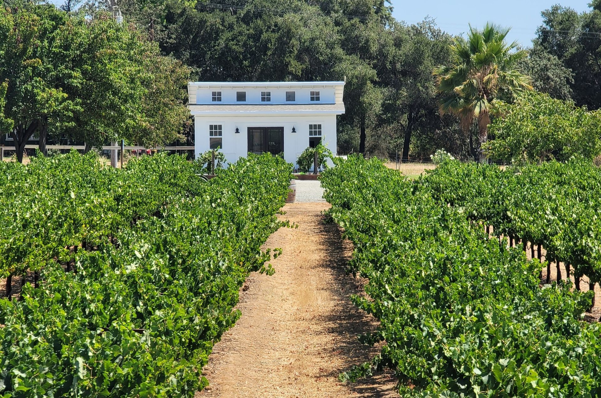 A path leads through green vineyard rows toward a white building surrounded by trees under a clear blue sky.