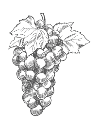 A black-and-white line drawing of a bunch of grapes with two leaves attached at the top.