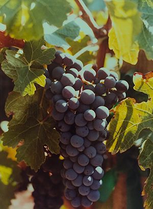A cluster of dark purple grapes hangs on a vine surrounded by green and yellowing leaves.