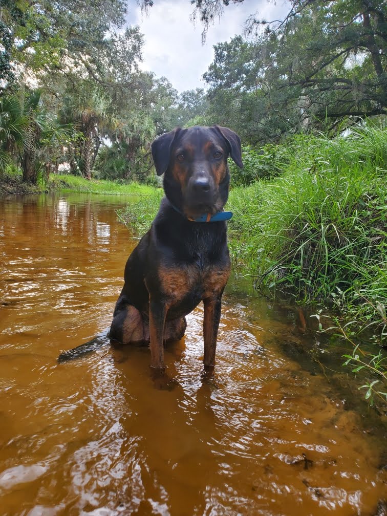 A black and brown dog is standing in a muddy stream.