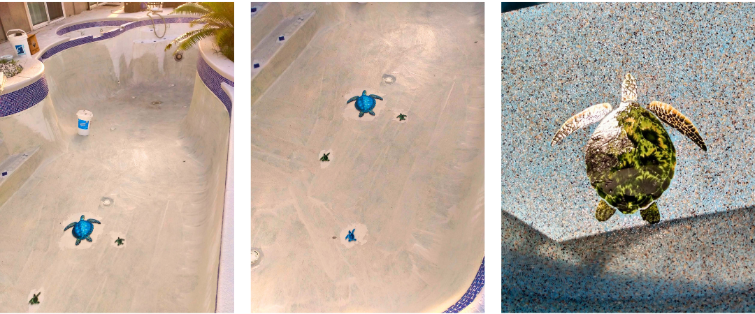 Three pictures of sea turtles swimming in a pool.