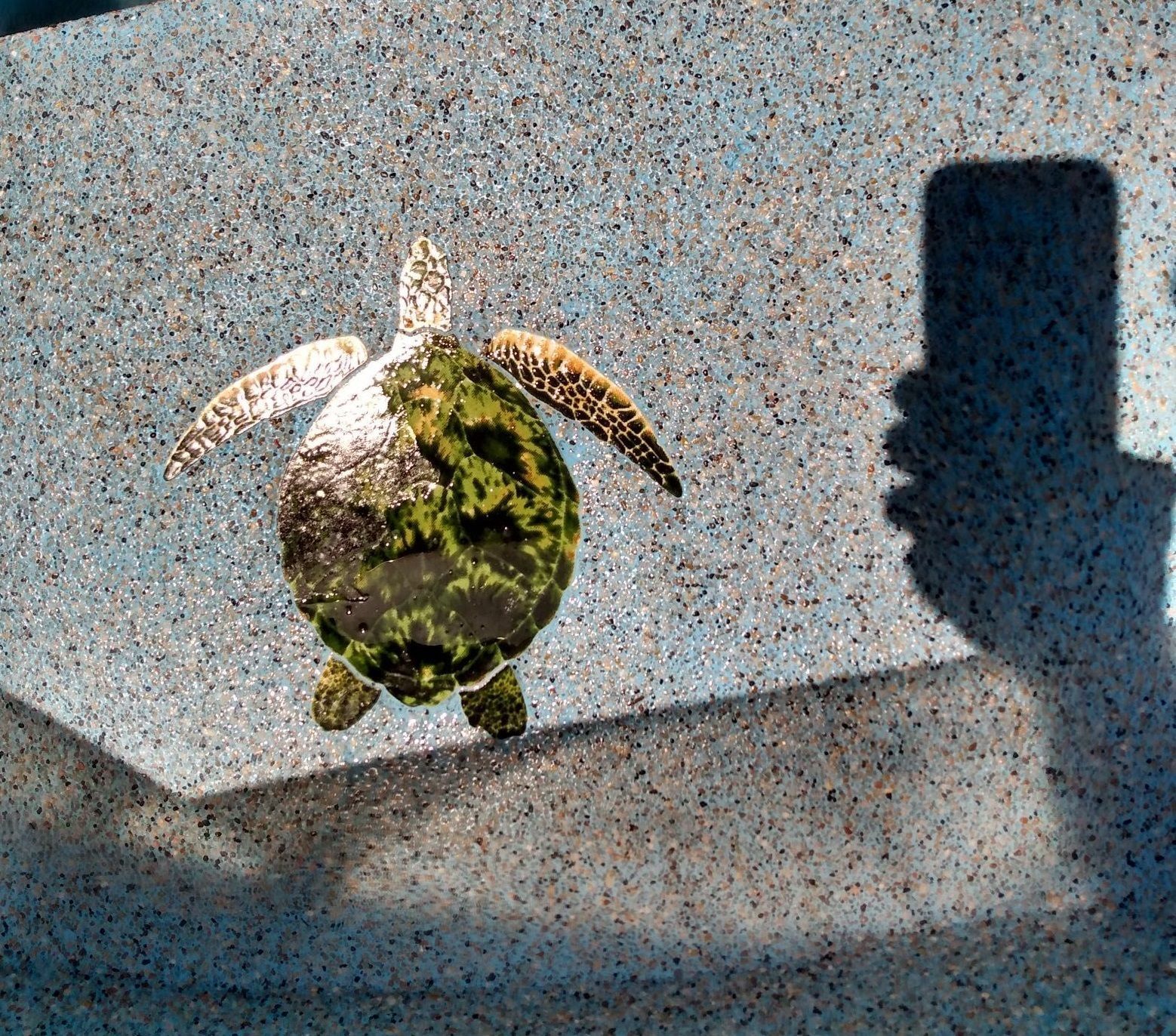 A shadow of a person taking a picture of a sea turtle