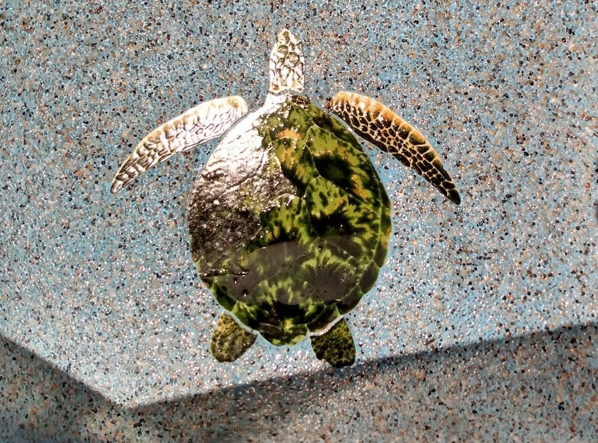 Sea turtle with green and brown shell swims in blue water.