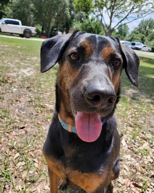A black and brown dog with its tongue hanging out is sitting in the grass.