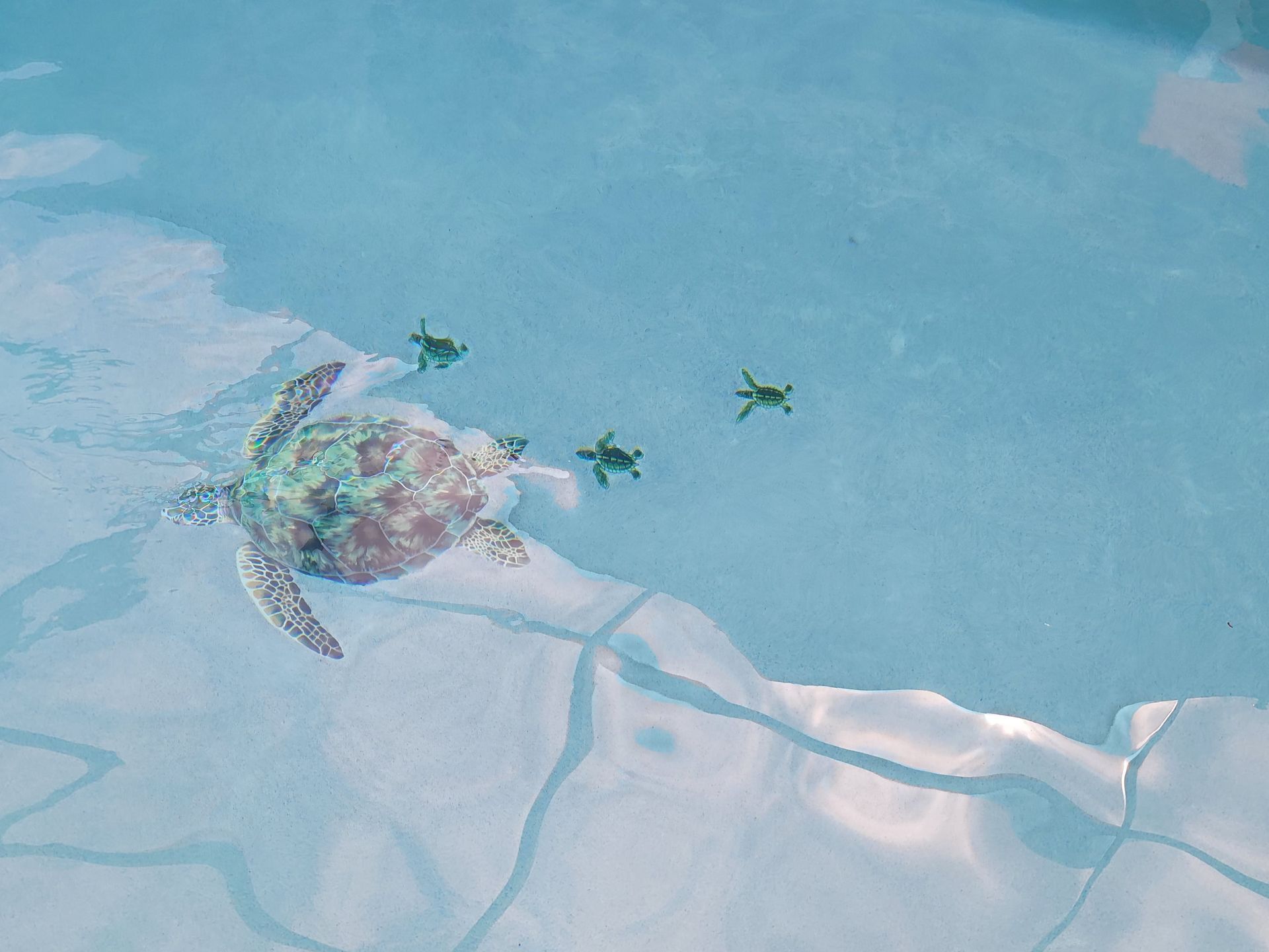 A group of sea turtles are swimming in a pool.