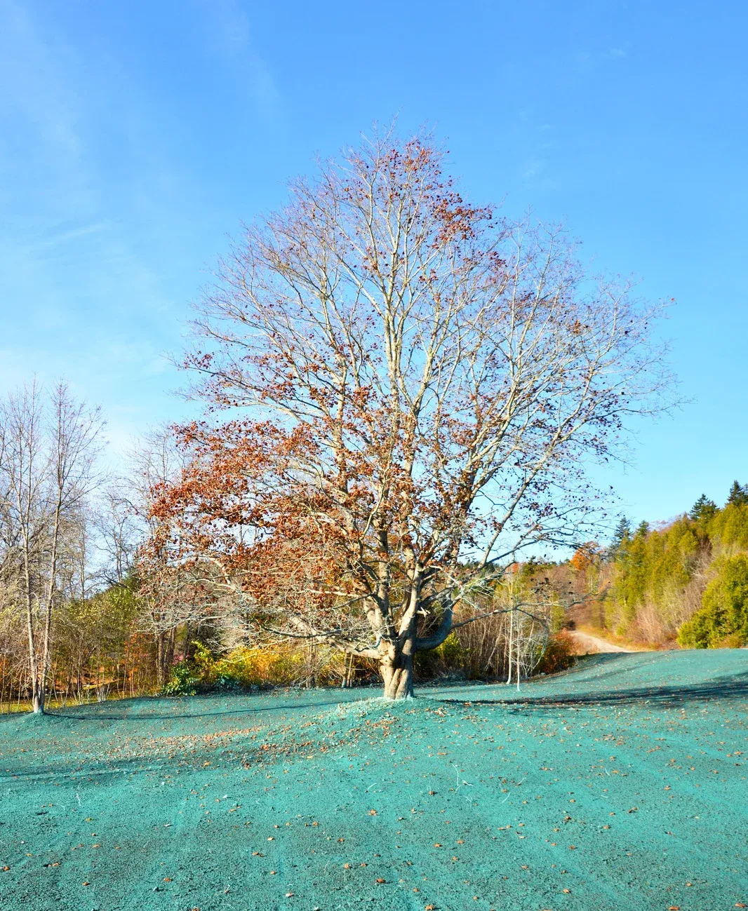 Person spraying green liquid from a hose, possibly for lawn care, on a sunny day.