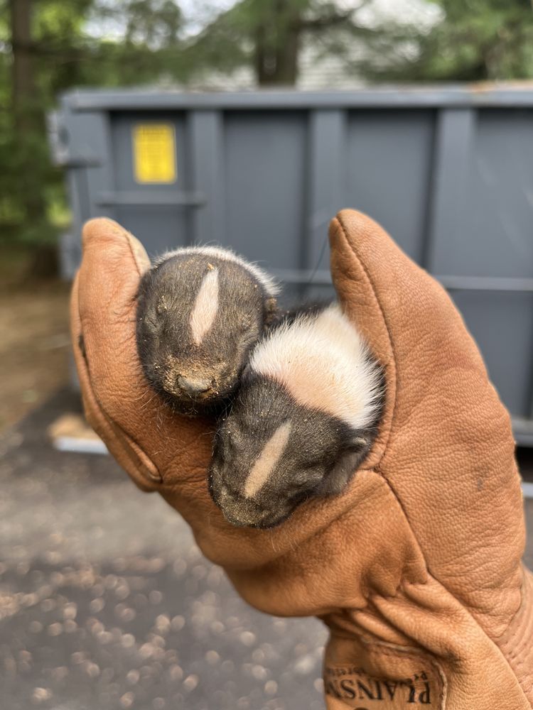 Two baby rabbits nestled in a brown gloved hand, with a dumpster in the blurred background