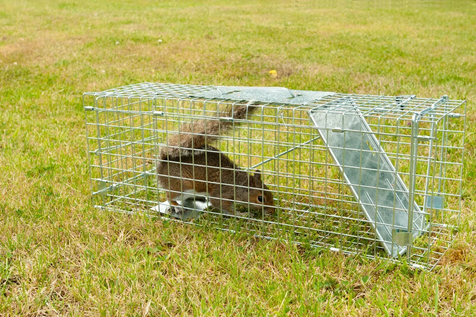 Brown animal in a metal live trap on grass outdoors