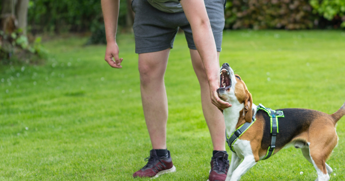 dog and owner