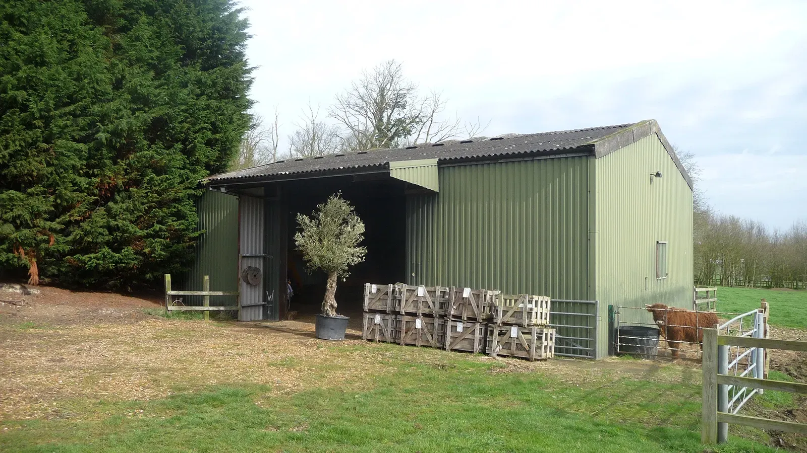 A cow is standing in front of a green shed in a field.