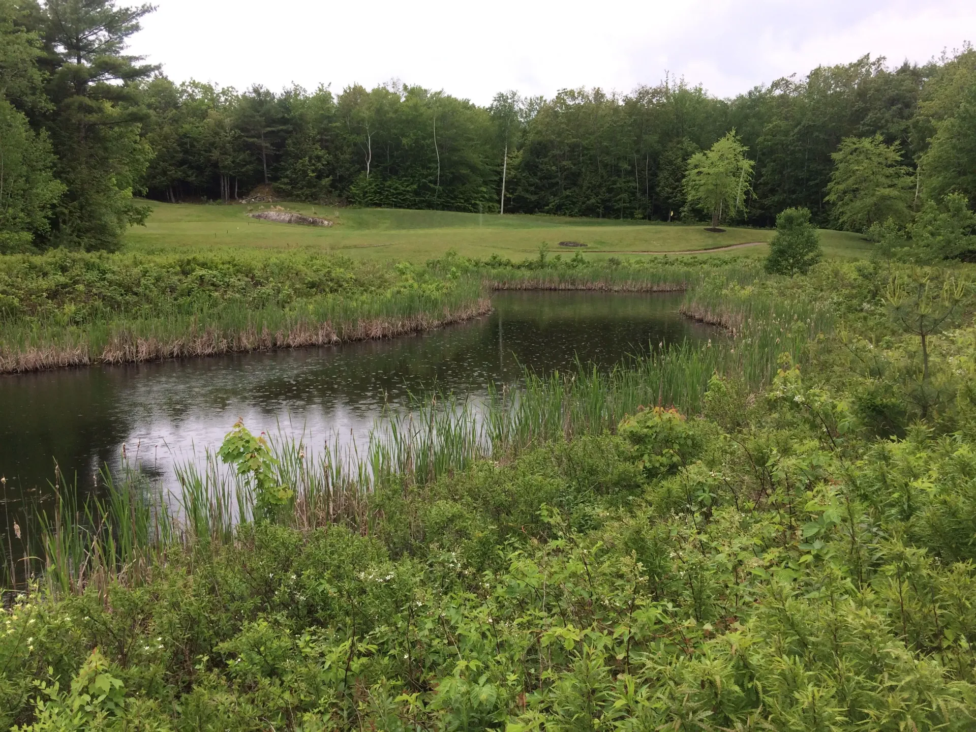 A small pond in the middle of a grassy field surrounded by trees.