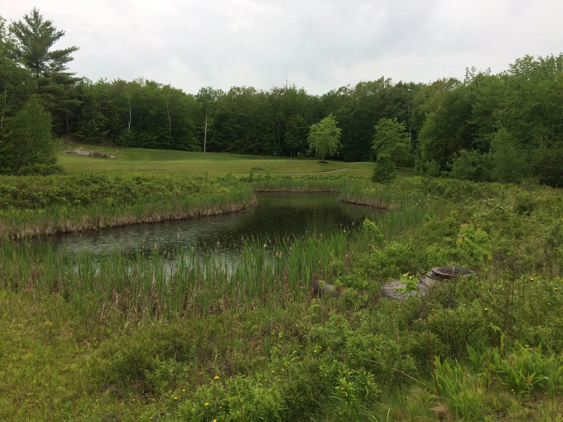 A small pond in the middle of a grassy field surrounded by trees.