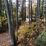 An aerial view of a forest with trees and leaves on the ground.