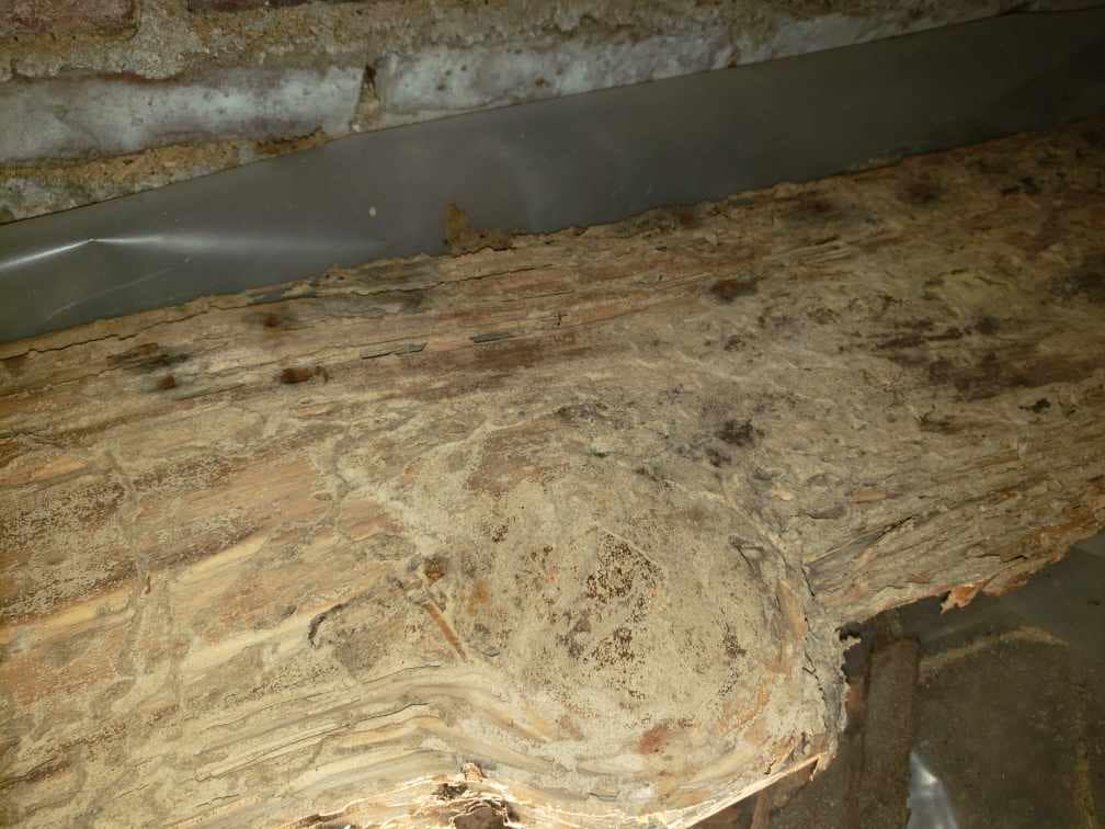 Pest control Service, Pest Control Company, Local Pest Control, Best Pest Control Service, Environmentally Friendly Pest Control, Eco-Friendly Pest Control, Pet Safe Pest Services, Kid Safe Pest Services, Emergency Pest Control, Indoor Pest Control, Integrated Pest Management, Home Pest Control Service, General Pest Inspection, Residential Pest Control, Commercial Pest Control, Hotel Pest Control, Restaurant Pest Control, Office Pest Control, Ant Extermination, Ant Pest Control, Bed Bug Extermination, Bed Bug Pest Control, Bee Extermination, Bee Pest Control, Carpet Beetle Extermination, Carpet Beetle Pest Control,Cockroach Extermination , Cockroach Pest Control, Cricket Extermination, Cricket Pest Control, Flea & Mite Extermination, Flea & Mite Pest Control, Hornet & Wasp Extermination, Hornet & wasp Pest Control, Mosquito Extermination, Mosquito Pest Control, Rodent Extermination, Rodent Pest Control, Rat Extermination, Rat pest Control, Silverfish Extermination, Silverfish Pest Control, Spider Extermination, Spider Pest Control, Termite Extermination, Termite Pest Control, Termite Moisture Control, Termite Remediation, Termite Inspection for Home Sales, Union County SC, Union SC, Jonesville SC, Spartanburg County SC, Spartanburg SC, Converse Heights Spartanburg SC, Greer SC, Greenville County, Greenville SC, Fountain Inn SC, Simpsonville SC, Pickens County SC, Easley SC, Cherokee County SC, Gaffney SC, East Gaffney SC, Greenwood County, Greenwood SC, Anderson County SC, Anderson SC