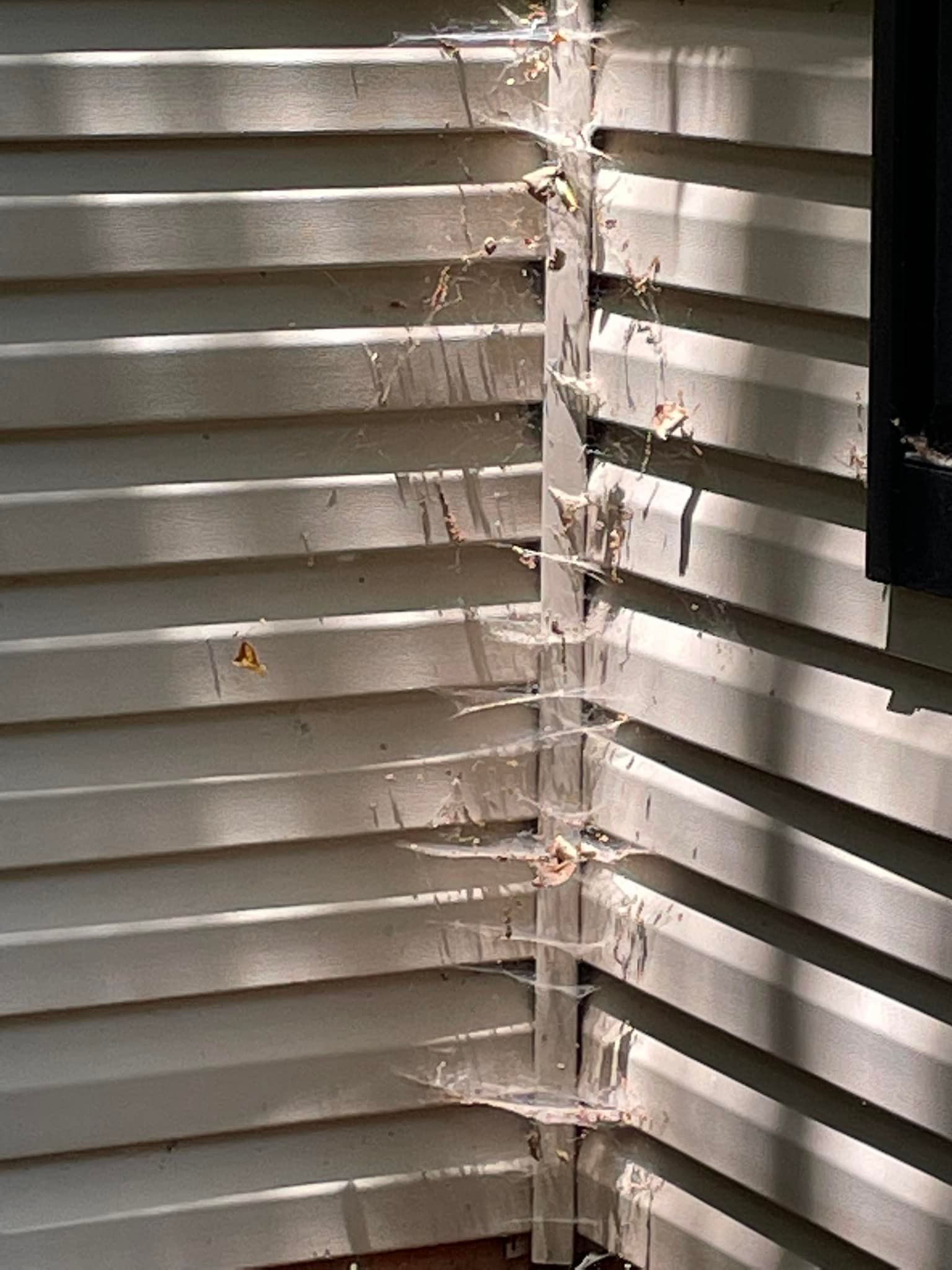 Pest control Service, Pest Control Company, Local Pest Control, Best Pest Control Service, Environmentally Friendly Pest Control, Eco-Friendly Pest Control, Pet Safe Pest Services, Kid Safe Pest Services, Emergency Pest Control, Indoor Pest Control, Integrated Pest Management, Home Pest Control Service, General Pest Inspection, Residential Pest Control, Commercial Pest Control, Hotel Pest Control, Restaurant Pest Control, Office Pest Control, Ant Extermination, Ant Pest Control, Bed Bug Extermination, Bed Bug Pest Control, Bee Extermination, Bee Pest Control, Carpet Beetle Extermination, Carpet Beetle Pest Control,Cockroach Extermination , Cockroach Pest Control, Cricket Extermination, Cricket Pest Control, Flea & Mite Extermination, Flea & Mite Pest Control, Hornet & Wasp Extermination, Hornet & wasp Pest Control, Mosquito Extermination, Mosquito Pest Control, Rodent Extermination, Rodent Pest Control, Rat Extermination, Rat pest Control, Silverfish Extermination, Silverfish Pest Control, Spider Extermination, Spider Pest Control, Termite Extermination, Termite Pest Control, Termite Moisture Control, Termite Remediation, Termite Inspection for Home Sales, Union County SC, Union SC, Jonesville SC, Spartanburg County SC, Spartanburg SC, Converse Heights Spartanburg SC, Greer SC, Greenville County, Greenville SC, Fountain Inn SC, Simpsonville SC, Pickens County SC, Easley SC, Cherokee County SC, Gaffney SC, East Gaffney SC, Greenwood County, Greenwood SC, Anderson County SC, Anderson SC