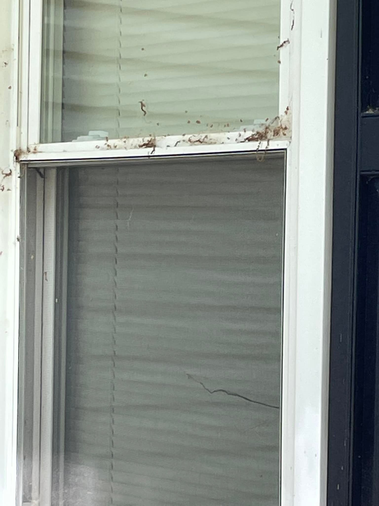 Pest control Service, Pest Control Company, Local Pest Control, Best Pest Control Service, Environmentally Friendly Pest Control, Eco-Friendly Pest Control, Pet Safe Pest Services, Kid Safe Pest Services, Emergency Pest Control, Indoor Pest Control, Integrated Pest Management, Home Pest Control Service, General Pest Inspection, Residential Pest Control, Commercial Pest Control, Hotel Pest Control, Restaurant Pest Control, Office Pest Control, Ant Extermination, Ant Pest Control, Bed Bug Extermination, Bed Bug Pest Control, Bee Extermination, Bee Pest Control, Carpet Beetle Extermination, Carpet Beetle Pest Control,Cockroach Extermination , Cockroach Pest Control, Cricket Extermination, Cricket Pest Control, Flea & Mite Extermination, Flea & Mite Pest Control, Hornet & Wasp Extermination, Hornet & wasp Pest Control, Mosquito Extermination, Mosquito Pest Control, Rodent Extermination, Rodent Pest Control, Rat Extermination, Rat pest Control, Silverfish Extermination, Silverfish Pest Control, Spider Extermination, Spider Pest Control, Termite Extermination, Termite Pest Control, Termite Moisture Control, Termite Remediation, Termite Inspection for Home Sales, Union County SC, Union SC, Jonesville SC, Spartanburg County SC, Spartanburg SC, Converse Heights Spartanburg SC, Greer SC, Greenville County, Greenville SC, Fountain Inn SC, Simpsonville SC, Pickens County SC, Easley SC, Cherokee County SC, Gaffney SC, East Gaffney SC, Greenwood County, Greenwood SC, Anderson County SC, Anderson SC