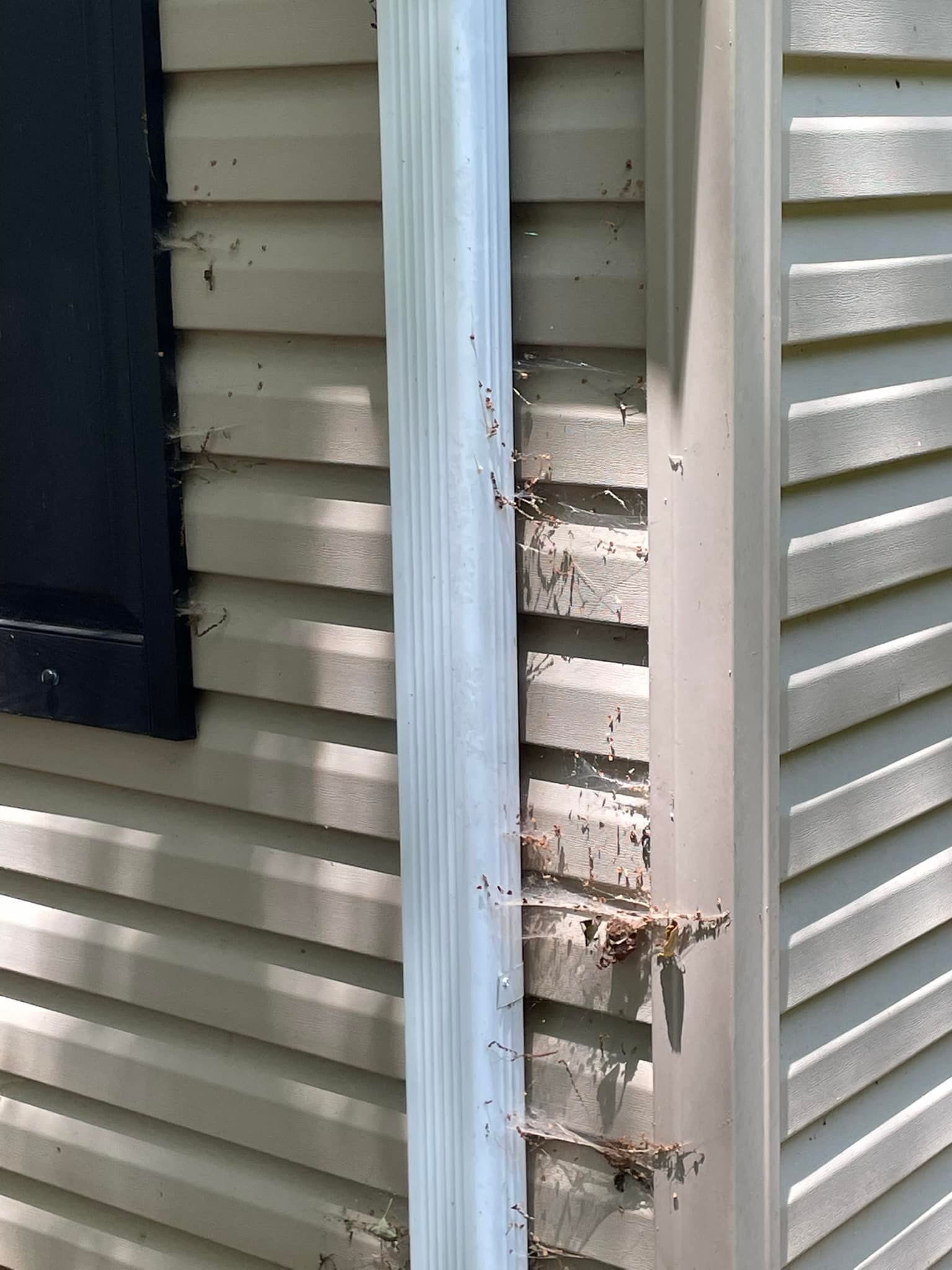 Pest control Service, Pest Control Company, Local Pest Control, Best Pest Control Service, Environmentally Friendly Pest Control, Eco-Friendly Pest Control, Pet Safe Pest Services, Kid Safe Pest Services, Emergency Pest Control, Indoor Pest Control, Integrated Pest Management, Home Pest Control Service, General Pest Inspection, Residential Pest Control, Commercial Pest Control, Hotel Pest Control, Restaurant Pest Control, Office Pest Control, Ant Extermination, Ant Pest Control, Bed Bug Extermination, Bed Bug Pest Control, Bee Extermination, Bee Pest Control, Carpet Beetle Extermination, Carpet Beetle Pest Control,Cockroach Extermination , Cockroach Pest Control, Cricket Extermination, Cricket Pest Control, Flea & Mite Extermination, Flea & Mite Pest Control, Hornet & Wasp Extermination, Hornet & wasp Pest Control, Mosquito Extermination, Mosquito Pest Control, Rodent Extermination, Rodent Pest Control, Rat Extermination, Rat pest Control, Silverfish Extermination, Silverfish Pest Control, Spider Extermination, Spider Pest Control, Termite Extermination, Termite Pest Control, Termite Moisture Control, Termite Remediation, Termite Inspection for Home Sales, Union County SC, Union SC, Jonesville SC, Spartanburg County SC, Spartanburg SC, Converse Heights Spartanburg SC, Greer SC, Greenville County, Greenville SC, Fountain Inn SC, Simpsonville SC, Pickens County SC, Easley SC, Cherokee County SC, Gaffney SC, East Gaffney SC, Greenwood County, Greenwood SC, Anderson County SC, Anderson SC