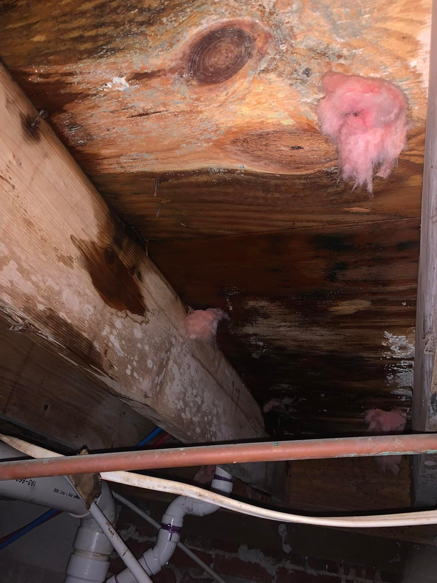 Pest control Service, Pest Control Company, Local Pest Control, Best Pest Control Service, Environmentally Friendly Pest Control, Eco-Friendly Pest Control, Pet Safe Pest Services, Kid Safe Pest Services, Emergency Pest Control, Indoor Pest Control, Integrated Pest Management, Home Pest Control Service, General Pest Inspection, Residential Pest Control, Commercial Pest Control, Hotel Pest Control, Restaurant Pest Control, Office Pest Control, Ant Extermination, Ant Pest Control, Bed Bug Extermination, Bed Bug Pest Control, Bee Extermination, Bee Pest Control, Carpet Beetle Extermination, Carpet Beetle Pest Control,Cockroach Extermination , Cockroach Pest Control, Cricket Extermination, Cricket Pest Control, Flea & Mite Extermination, Flea & Mite Pest Control, Hornet & Wasp Extermination, Hornet & wasp Pest Control, Mosquito Extermination, Mosquito Pest Control, Rodent Extermination, Rodent Pest Control, Rat Extermination, Rat pest Control, Silverfish Extermination, Silverfish Pest Control, Spider Extermination, Spider Pest Control, Termite Extermination, Termite Pest Control, Termite Moisture Control, Termite Remediation, Termite Inspection for Home Sales, Union County SC, Union SC, Jonesville SC, Spartanburg County SC, Spartanburg SC, Converse Heights Spartanburg SC, Greer SC, Greenville County, Greenville SC, Fountain Inn SC, Simpsonville SC, Pickens County SC, Easley SC, Cherokee County SC, Gaffney SC, East Gaffney SC, Greenwood County, Greenwood SC, Anderson County SC, Anderson SC