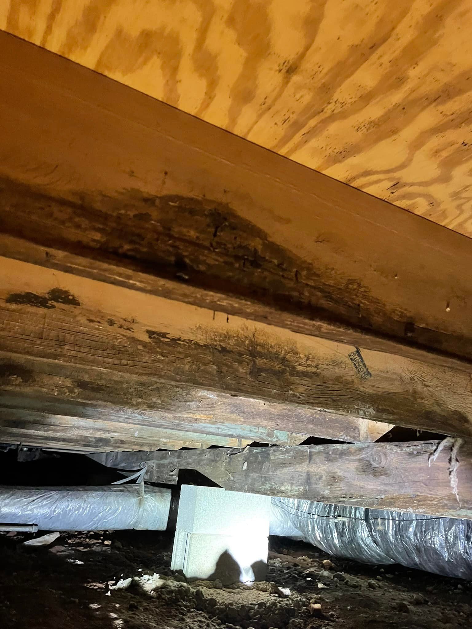 Pest control Service, Pest Control Company, Local Pest Control, Best Pest Control Service, Environmentally Friendly Pest Control, Eco-Friendly Pest Control, Pet Safe Pest Services, Kid Safe Pest Services, Emergency Pest Control, Indoor Pest Control, Integrated Pest Management, Home Pest Control Service, General Pest Inspection, Residential Pest Control, Commercial Pest Control, Hotel Pest Control, Restaurant Pest Control, Office Pest Control, Ant Extermination, Ant Pest Control, Bed Bug Extermination, Bed Bug Pest Control, Bee Extermination, Bee Pest Control, Carpet Beetle Extermination, Carpet Beetle Pest Control,Cockroach Extermination , Cockroach Pest Control, Cricket Extermination, Cricket Pest Control, Flea & Mite Extermination, Flea & Mite Pest Control, Hornet & Wasp Extermination, Hornet & wasp Pest Control, Mosquito Extermination, Mosquito Pest Control, Rodent Extermination, Rodent Pest Control, Rat Extermination, Rat pest Control, Silverfish Extermination, Silverfish Pest Control, Spider Extermination, Spider Pest Control, Termite Extermination, Termite Pest Control, Termite Moisture Control, Termite Remediation, Termite Inspection for Home Sales, Union County SC, Union SC, Jonesville SC, Spartanburg County SC, Spartanburg SC, Converse Heights Spartanburg SC, Greer SC, Greenville County, Greenville SC, Fountain Inn SC, Simpsonville SC, Pickens County SC, Easley SC, Cherokee County SC, Gaffney SC, East Gaffney SC, Greenwood County, Greenwood SC, Anderson County SC, Anderson SC