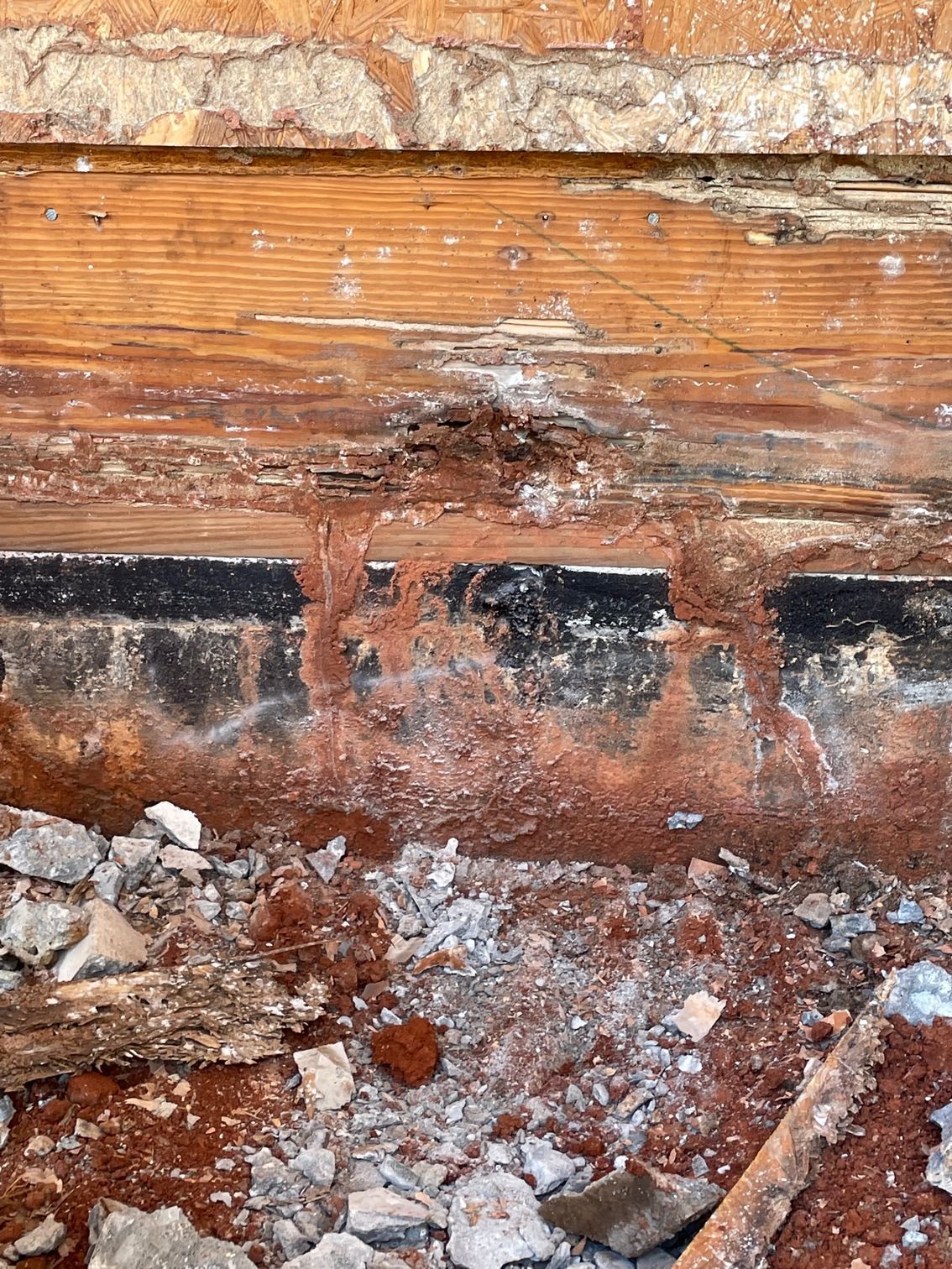 Pest control Service, Pest Control Company, Local Pest Control, Best Pest Control Service, Environmentally Friendly Pest Control, Eco-Friendly Pest Control, Pet Safe Pest Services, Kid Safe Pest Services, Emergency Pest Control, Indoor Pest Control, Integrated Pest Management, Home Pest Control Service, General Pest Inspection, Residential Pest Control, Commercial Pest Control, Hotel Pest Control, Restaurant Pest Control, Office Pest Control, Ant Extermination, Ant Pest Control, Bed Bug Extermination, Bed Bug Pest Control, Bee Extermination, Bee Pest Control, Carpet Beetle Extermination, Carpet Beetle Pest Control,Cockroach Extermination , Cockroach Pest Control, Cricket Extermination, Cricket Pest Control, Flea & Mite Extermination, Flea & Mite Pest Control, Hornet & Wasp Extermination, Hornet & wasp Pest Control, Mosquito Extermination, Mosquito Pest Control, Rodent Extermination, Rodent Pest Control, Rat Extermination, Rat pest Control, Silverfish Extermination, Silverfish Pest Control, Spider Extermination, Spider Pest Control, Termite Extermination, Termite Pest Control, Termite Moisture Control, Termite Remediation, Termite Inspection for Home Sales, Union County SC, Union SC, Jonesville SC, Spartanburg County SC, Spartanburg SC, Converse Heights Spartanburg SC, Greer SC, Greenville County, Greenville SC, Fountain Inn SC, Simpsonville SC, Pickens County SC, Easley SC, Cherokee County SC, Gaffney SC, East Gaffney SC, Greenwood County, Greenwood SC, Anderson County SC, Anderson SC