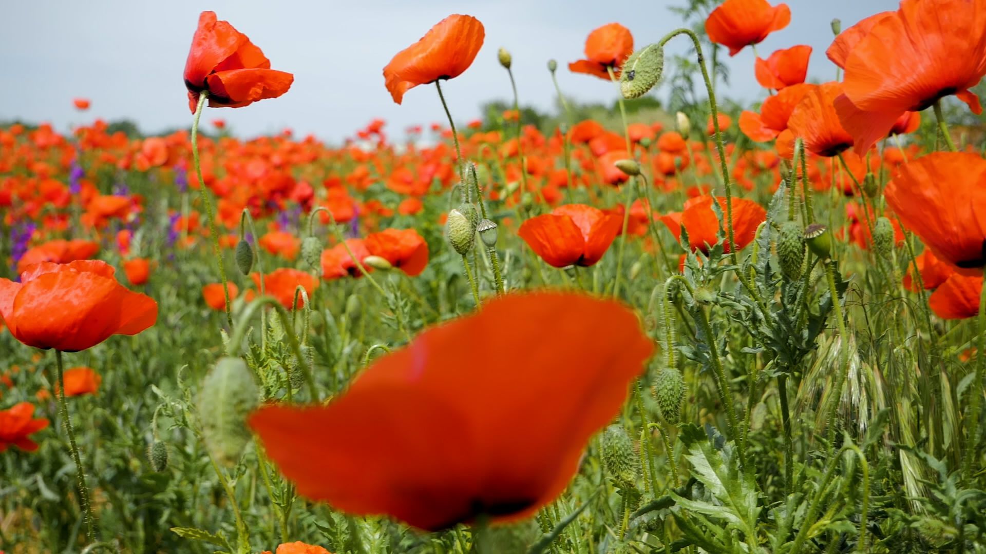 A field of red poppies with a blue sky in the background