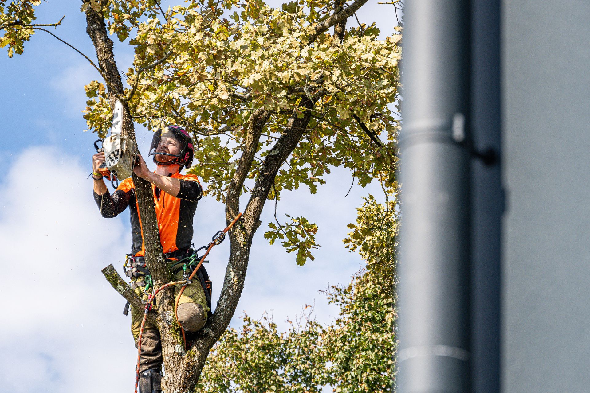 A man is cutting a tree branch with a chainsaw.