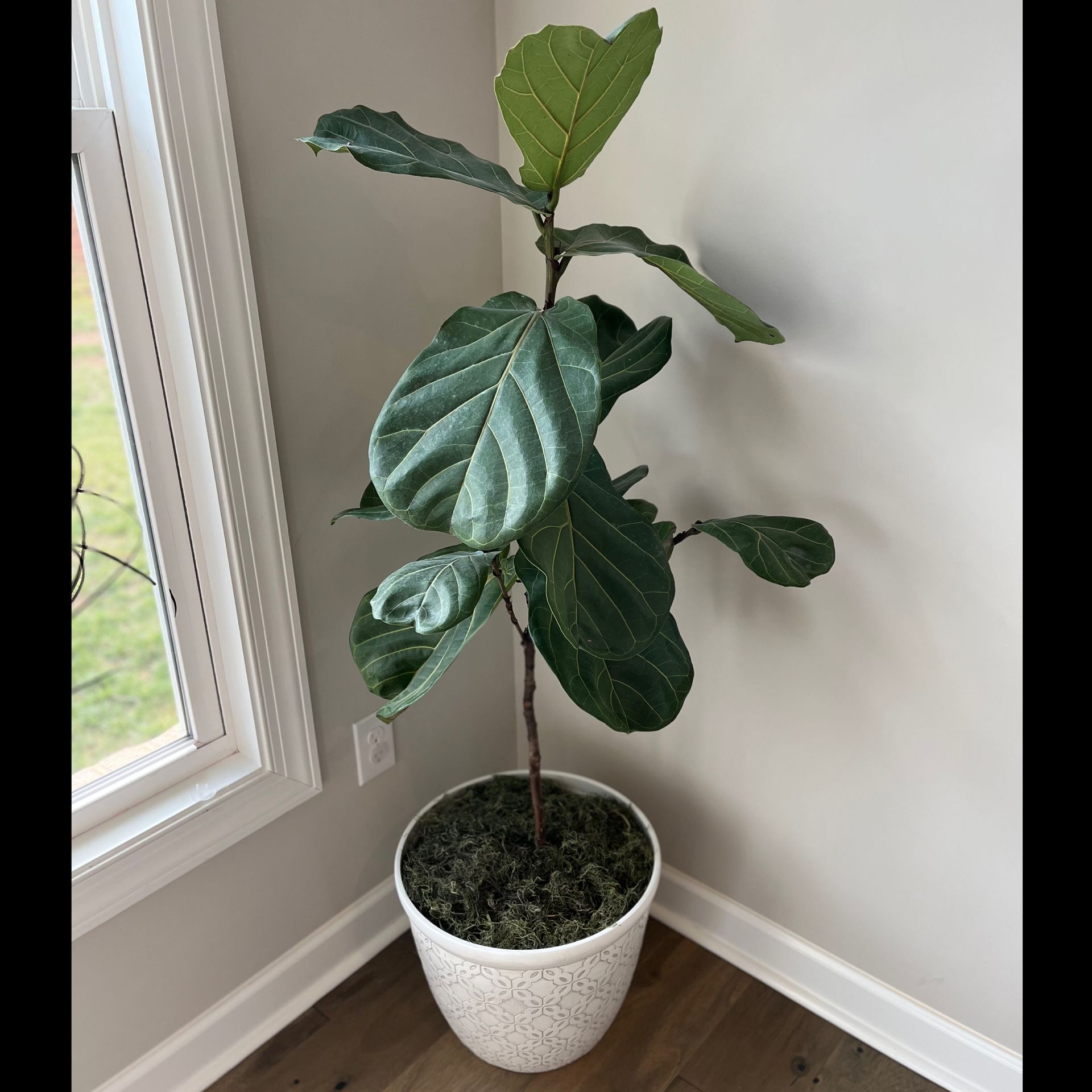 Fiddle leaf fig tree in a white speckled pot, by a window in a corner.