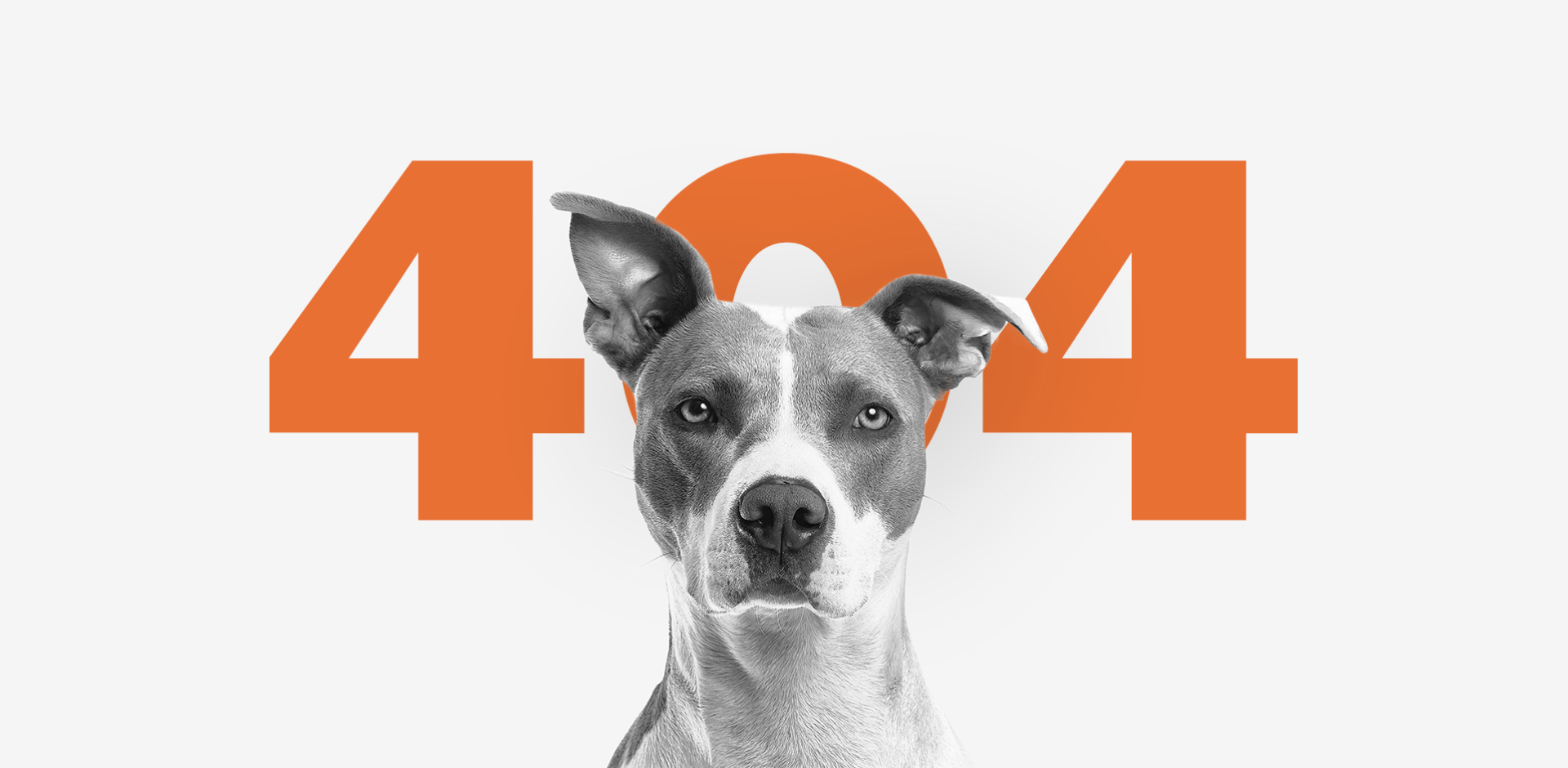 Voor het nummer 404 zit een hond.