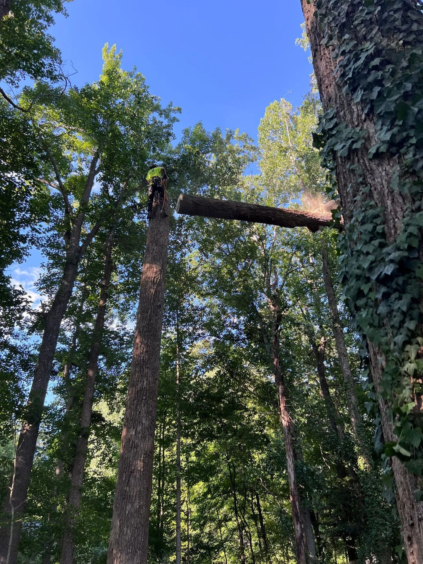 A tree trunk split horizontally mid-air, connected to a standing trunk in a forest under a clear blue sky.